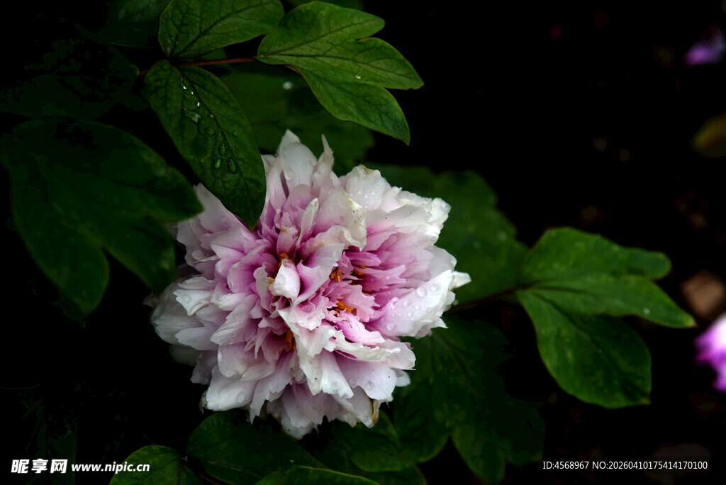 娇艳绽放的双色牡丹花
