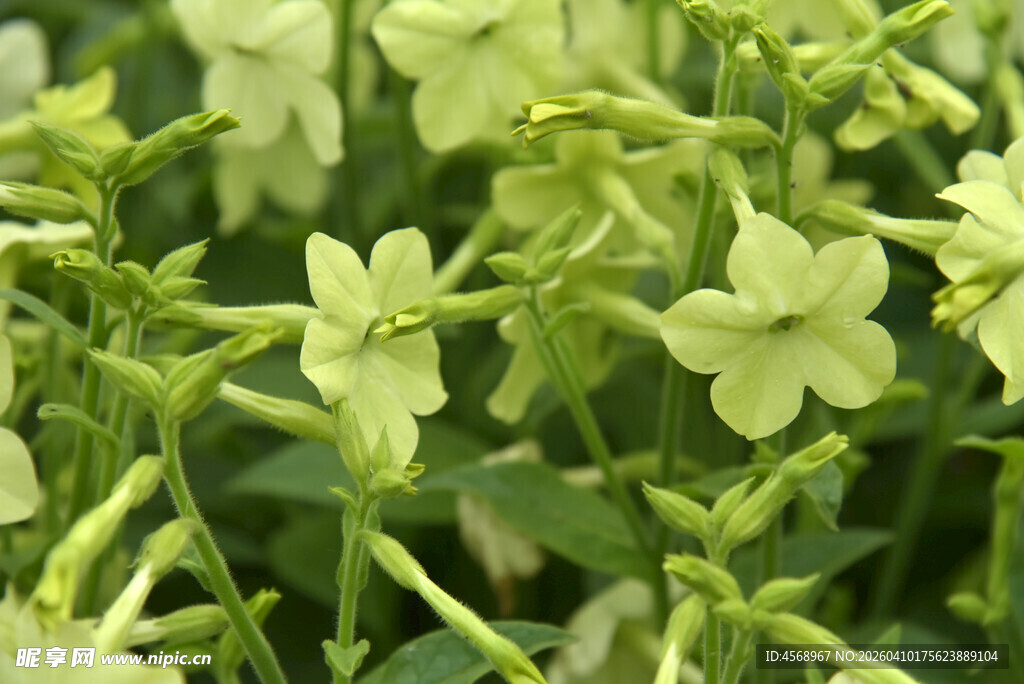 清新淡雅的绿色花烟草