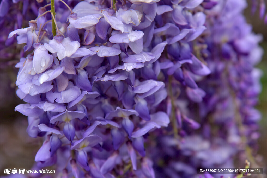 浪漫紫藤花绽放