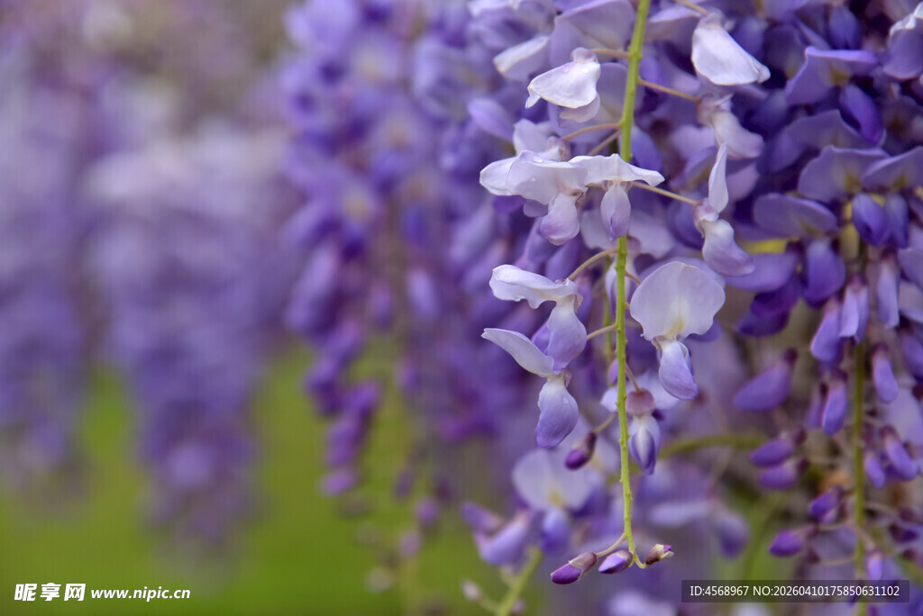 浪漫紫藤花垂帘