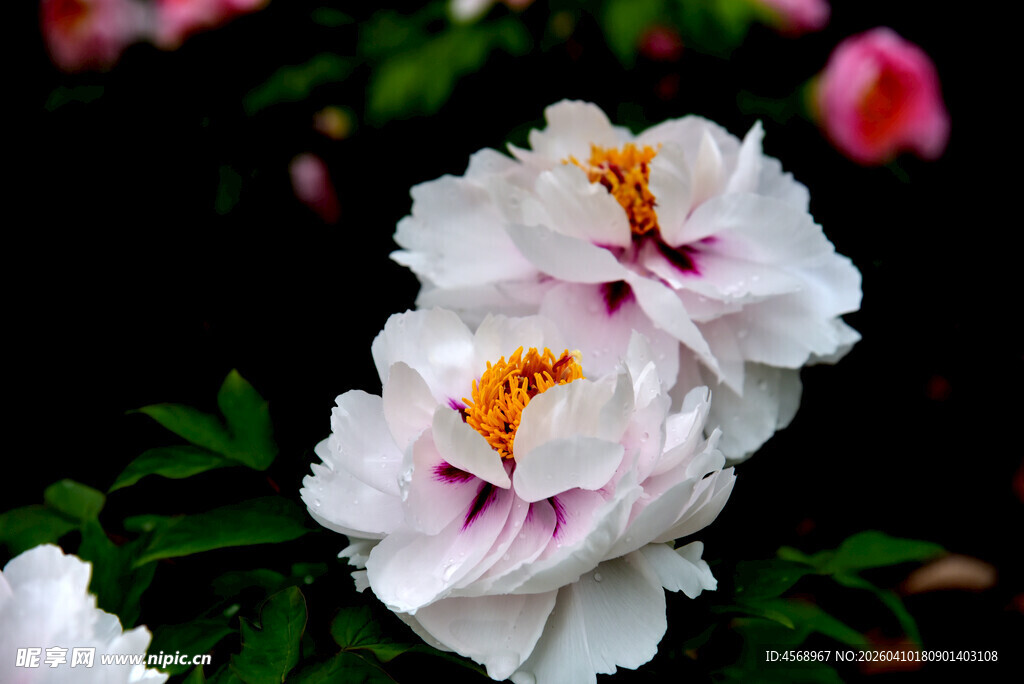 娇艳白牡丹绽放