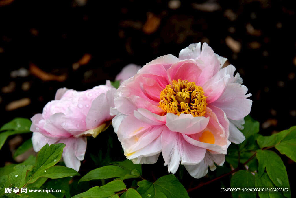 娇艳双色牡丹花绽放