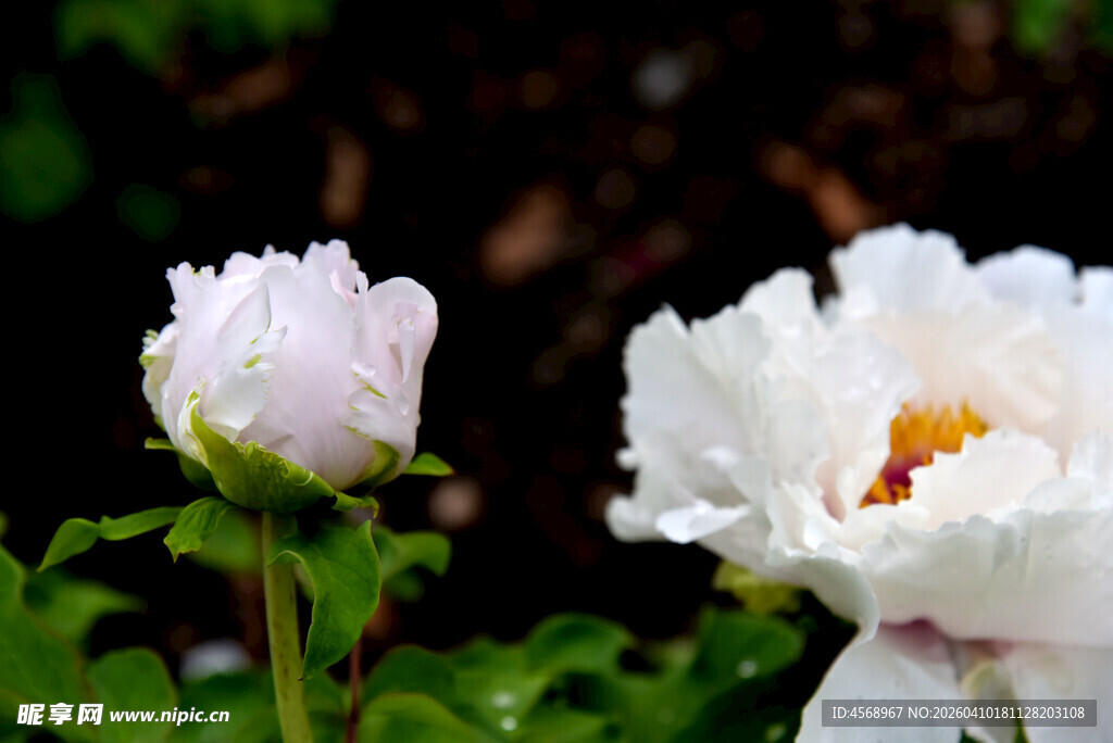 娇艳白牡丹绽放瞬间