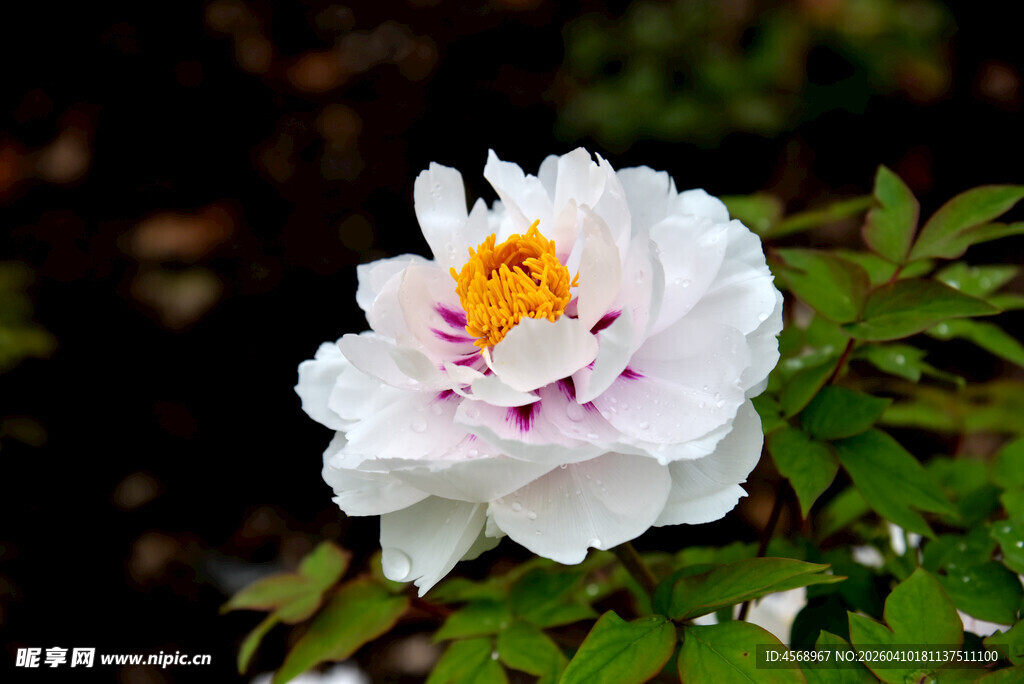 洁白牡丹绽放绿叶间