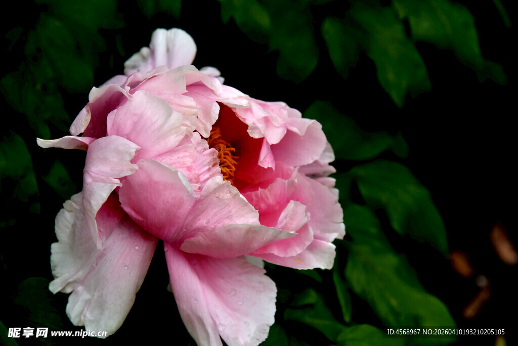 娇艳盛开的粉色牡丹花
