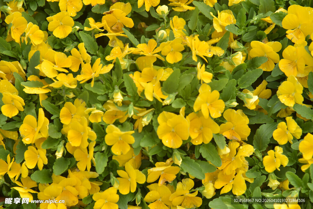 黄色花卉植物特写