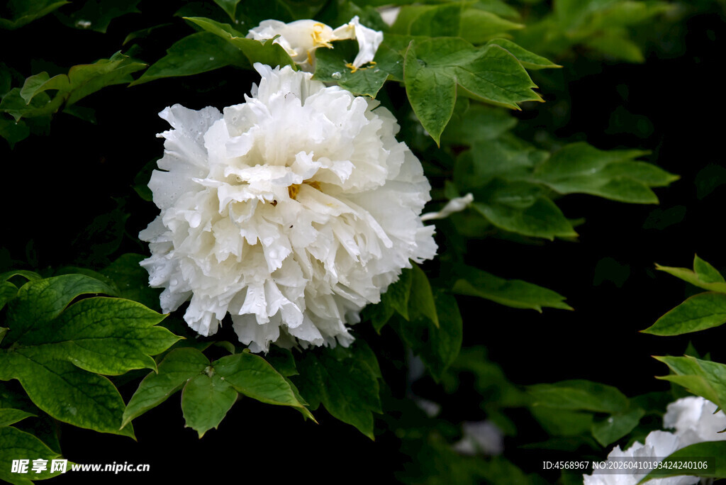 洁白牡丹绽放绿叶间