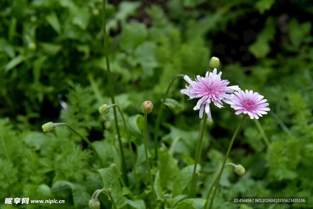 草丛中的两朵粉色小花
