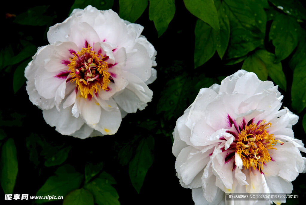 两朵娇艳盛开的白牡丹