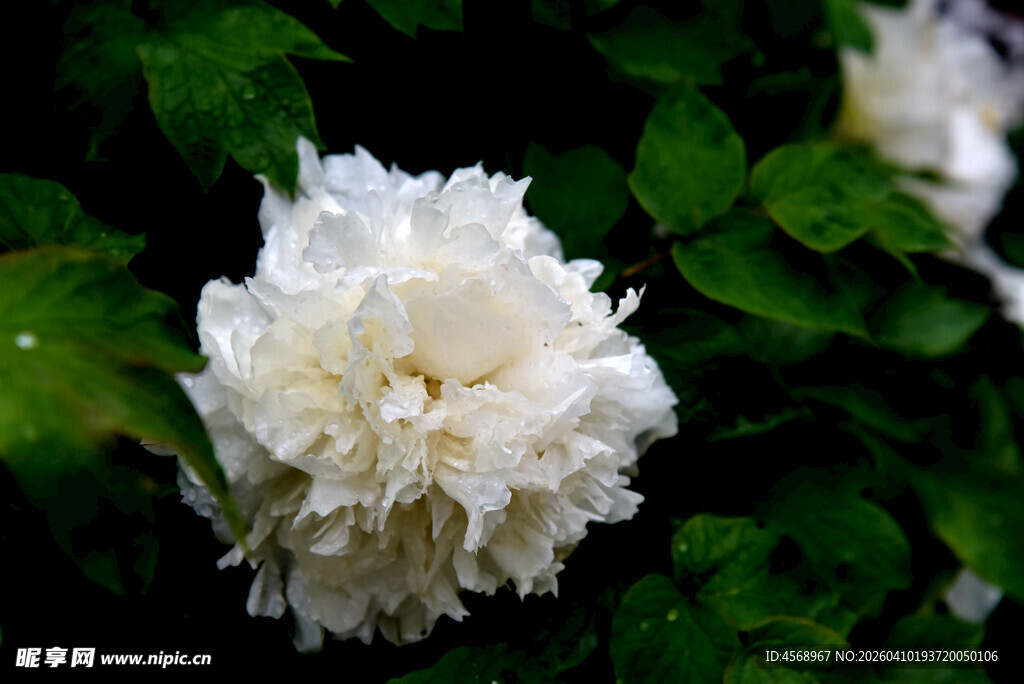 洁白牡丹绽于绿叶间