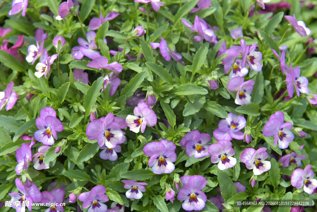 紫色三色堇花卉特写