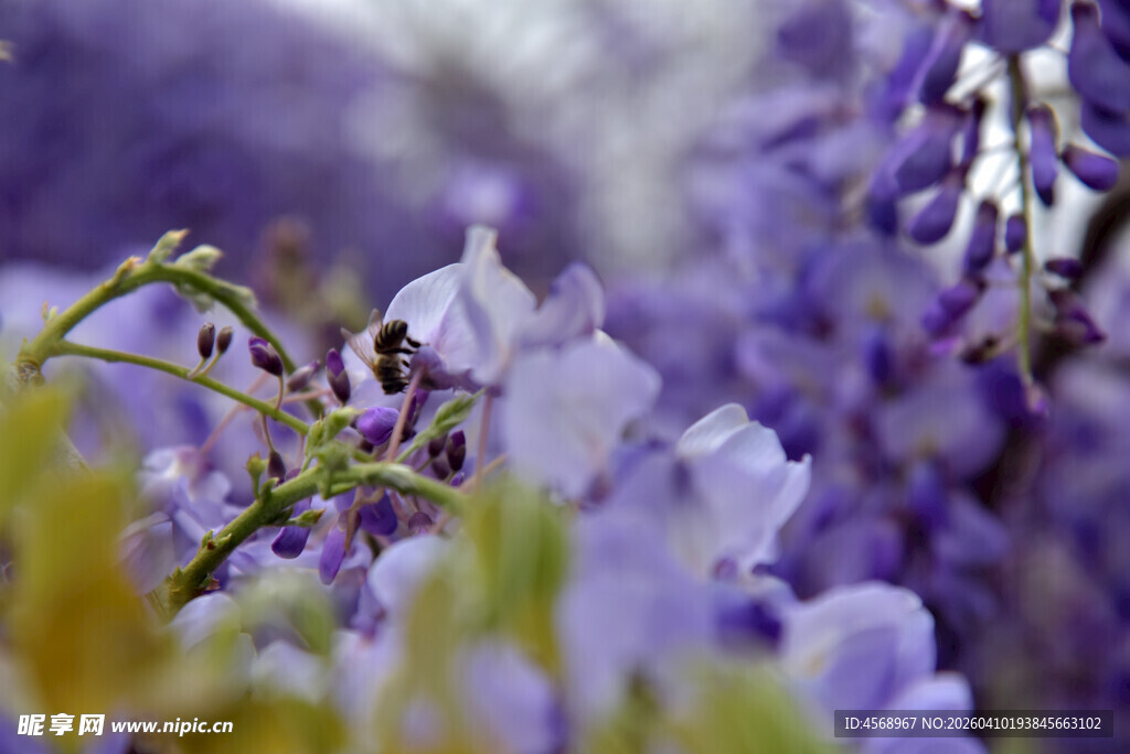 梦幻紫花绽放