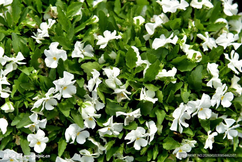 白色小花铺满绿色草地
