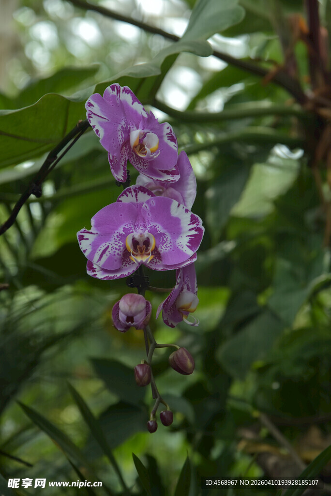 紫色兰花绽放于绿叶间