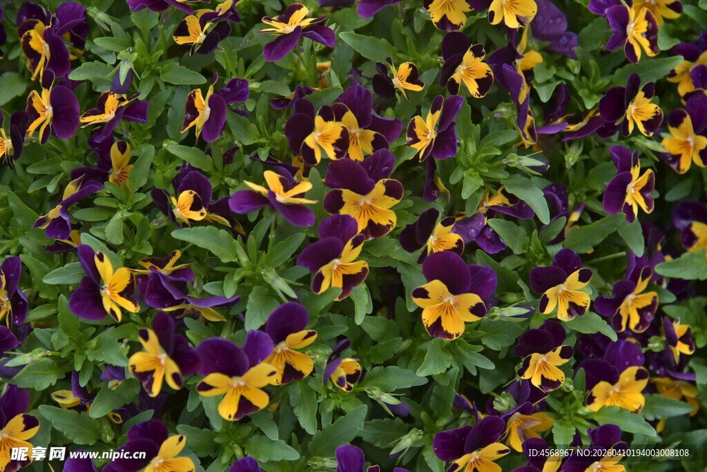 紫黄相间三色堇花卉