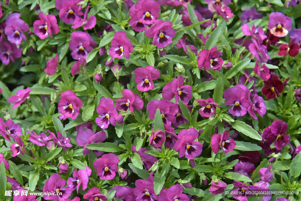 紫色三色堇花丛