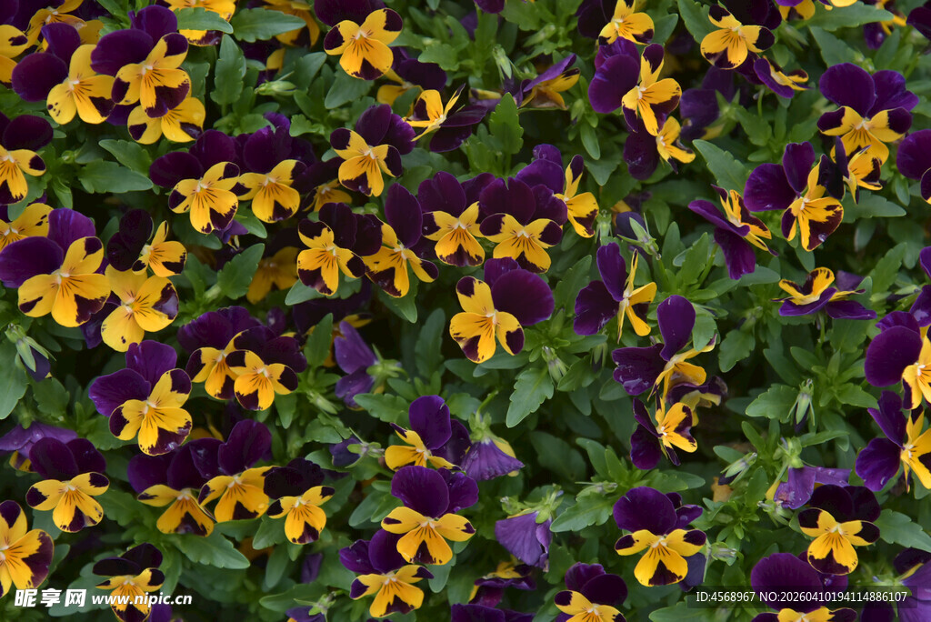 多彩三色堇绽放生机