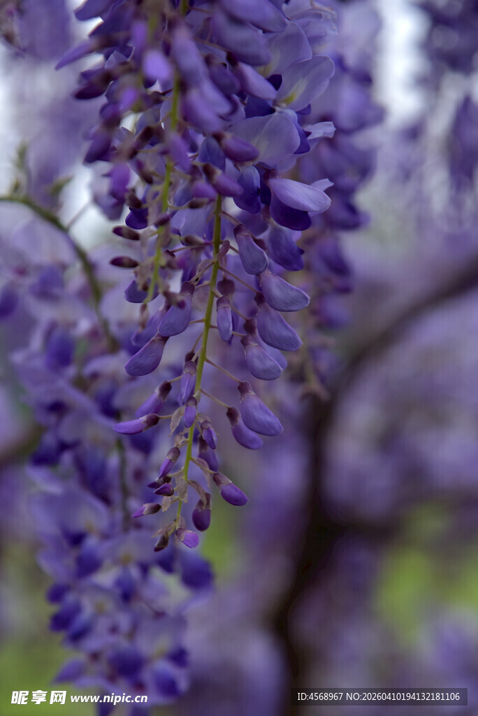 垂挂的浪漫紫藤花