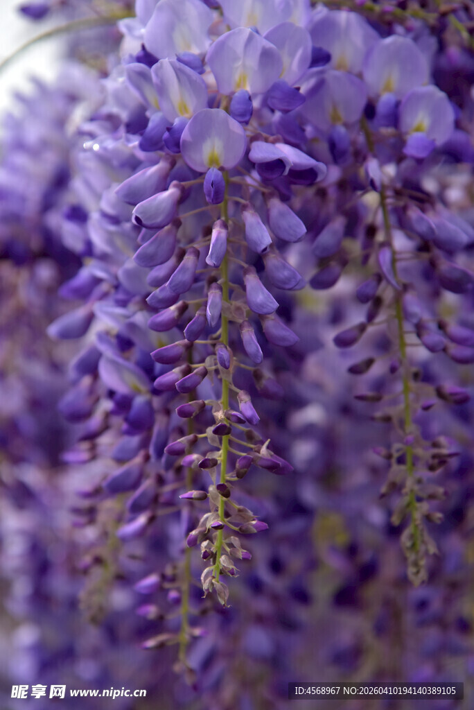 浪漫紫藤花垂挂美景