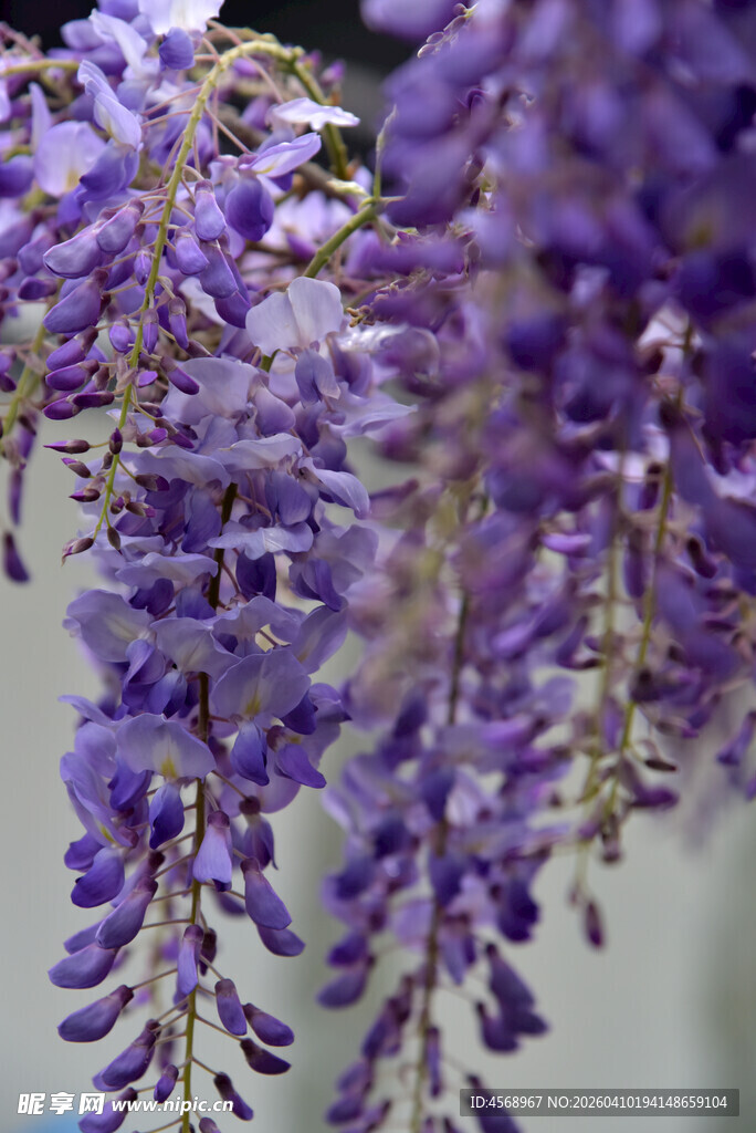 垂坠紫藤花梦幻紫色风景