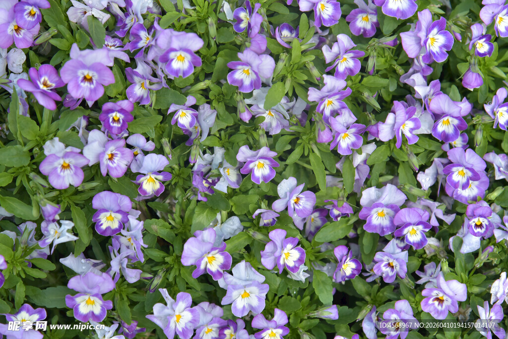 紫色三色堇花丛美景