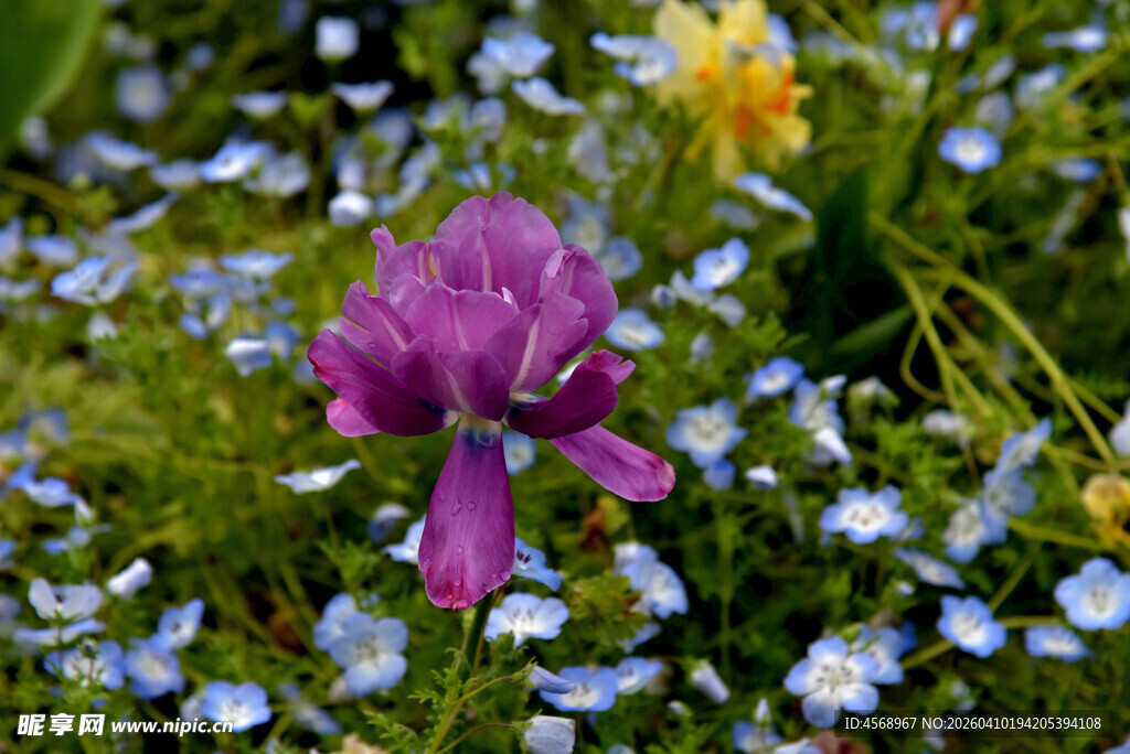 紫色鲜花绽放于花丛中