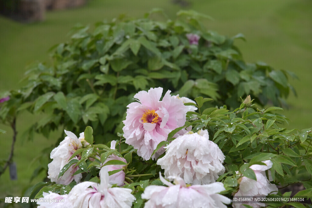 娇艳盛开的粉色牡丹花
