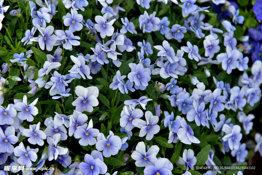 蓝紫色花朵簇拥绽放