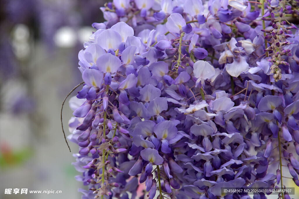 浪漫紫藤花绽放