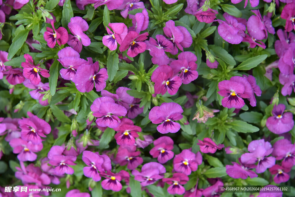 紫色花卉绽放的美丽景象