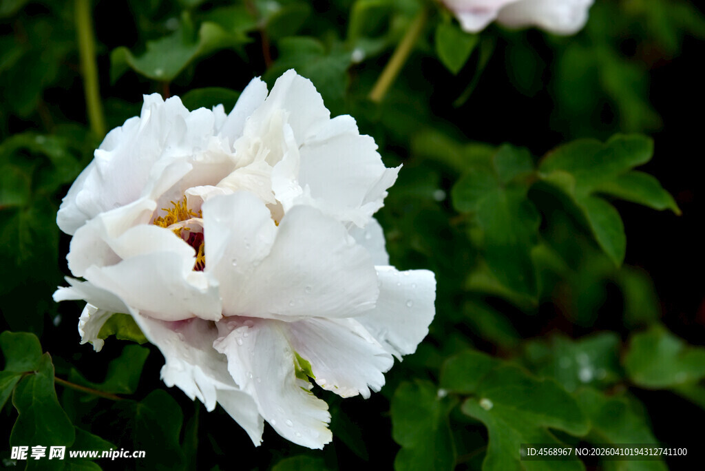 洁白绽放的优雅牡丹花