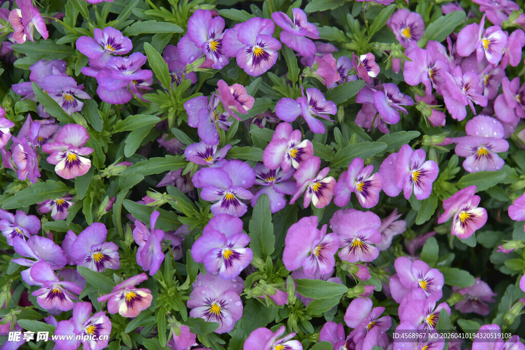 紫色三色堇花卉特写