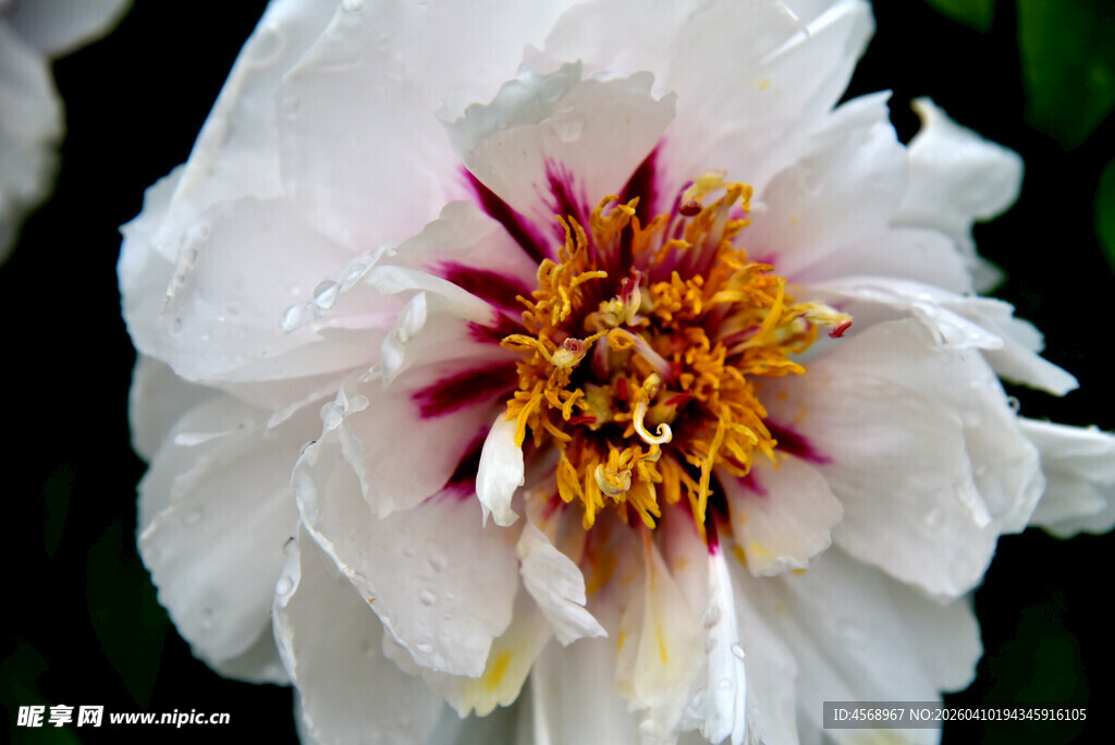 白牡丹特写花蕊娇艳