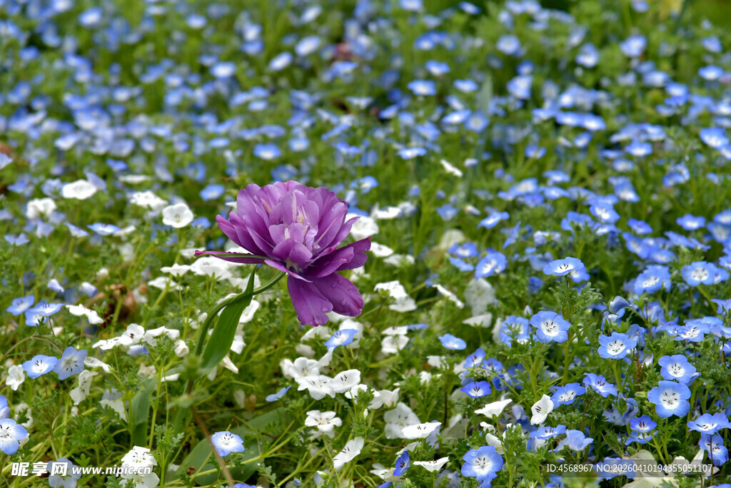 紫色花朵绽放于蓝白花海