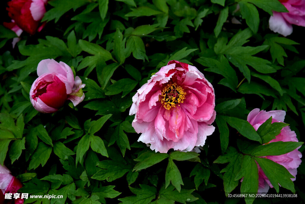 娇艳盛开的粉色牡丹花