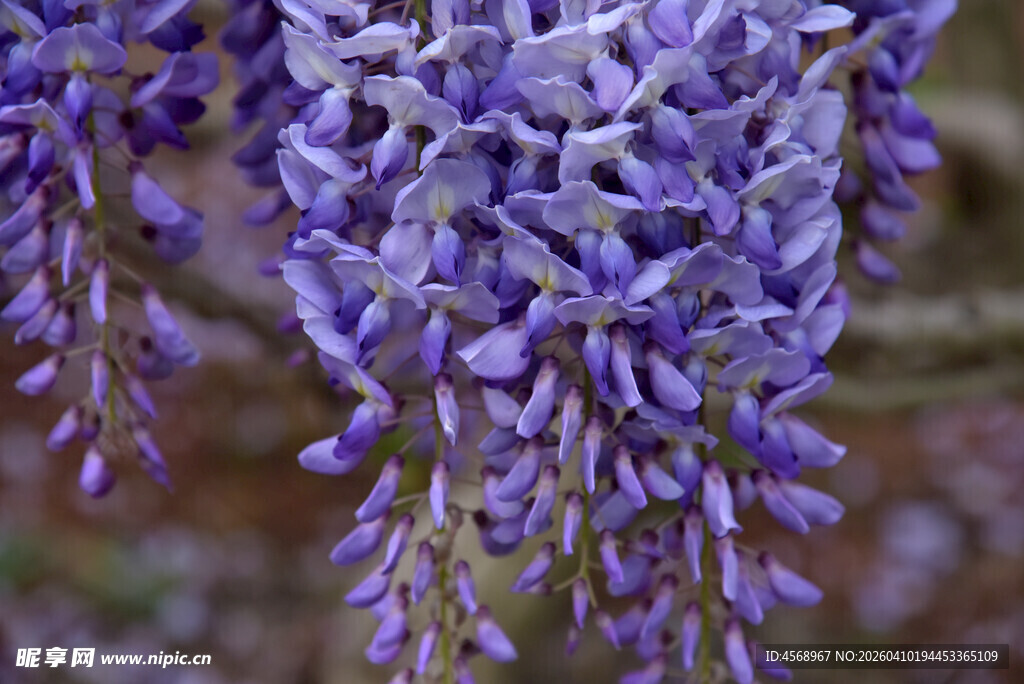 垂坠紫紫藤花浪漫绽放