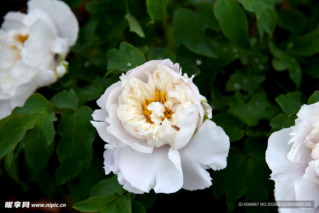 白色盛开的娇艳月季花
