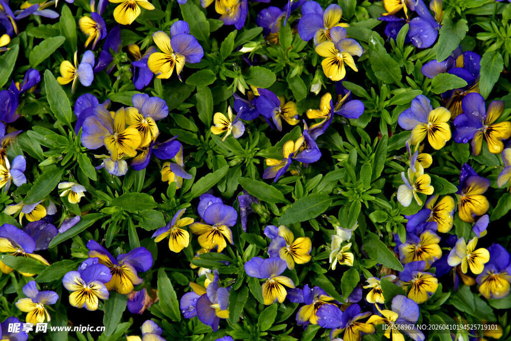 三色堇花卉特写