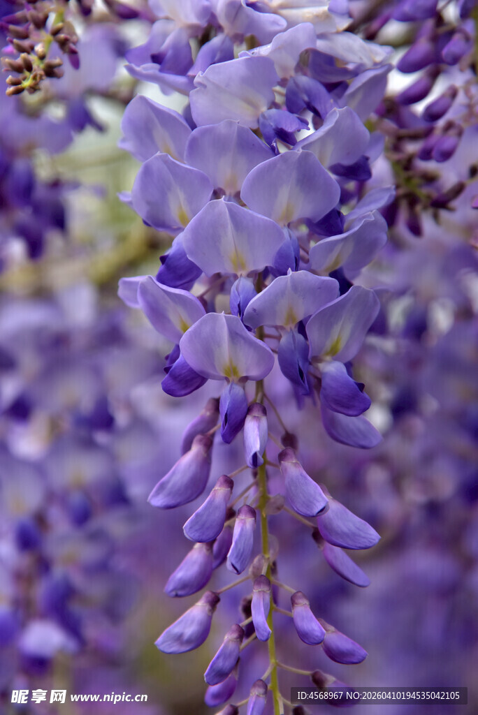 浪漫紫藤花绽放
