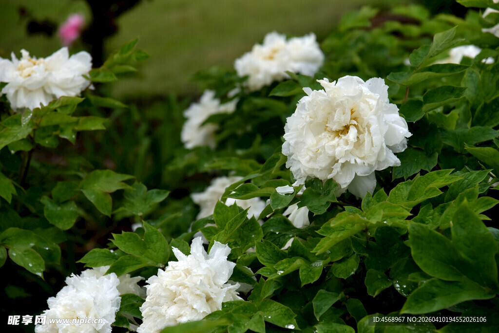 洁白牡丹绽放绿叶间