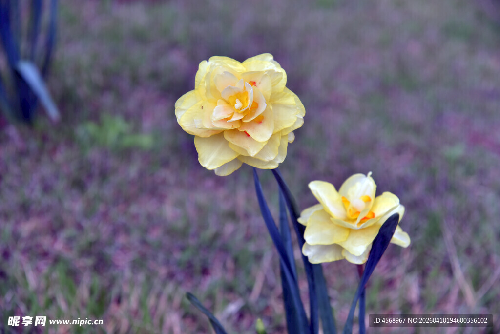 两朵绽放的黄色水仙花
