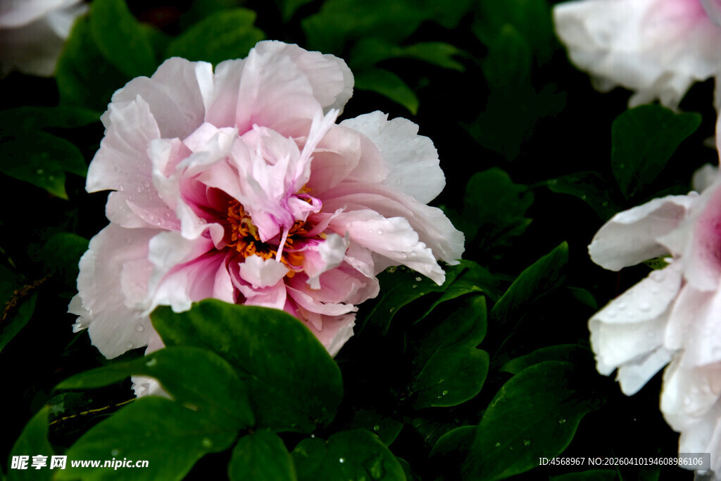娇艳盛开的粉白牡丹花