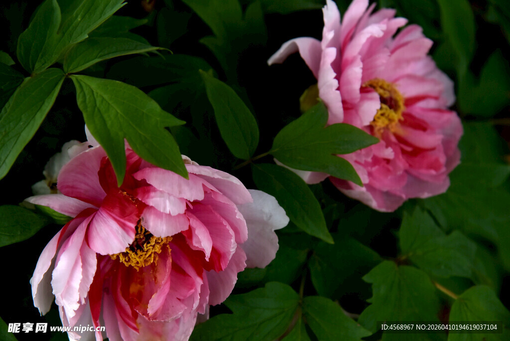 娇艳粉牡丹引蜜蜂采蜜