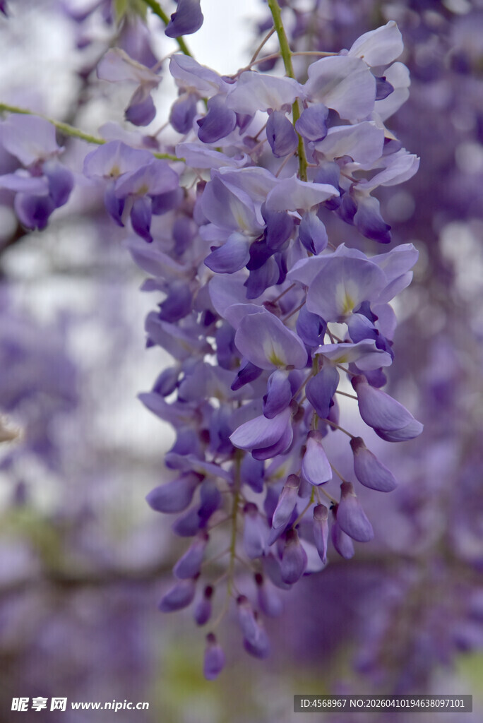 垂挂的美丽紫紫藤花