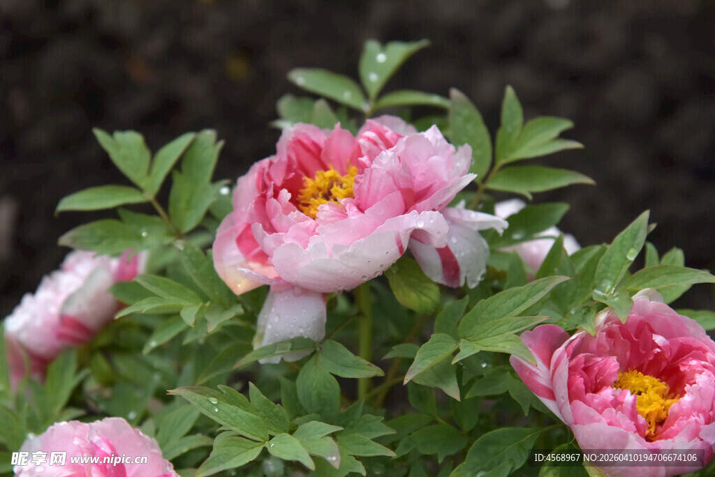 娇艳盛开的粉色牡丹花