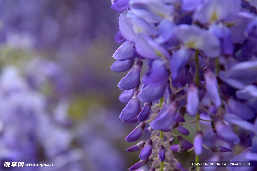 浪漫紫藤花特写