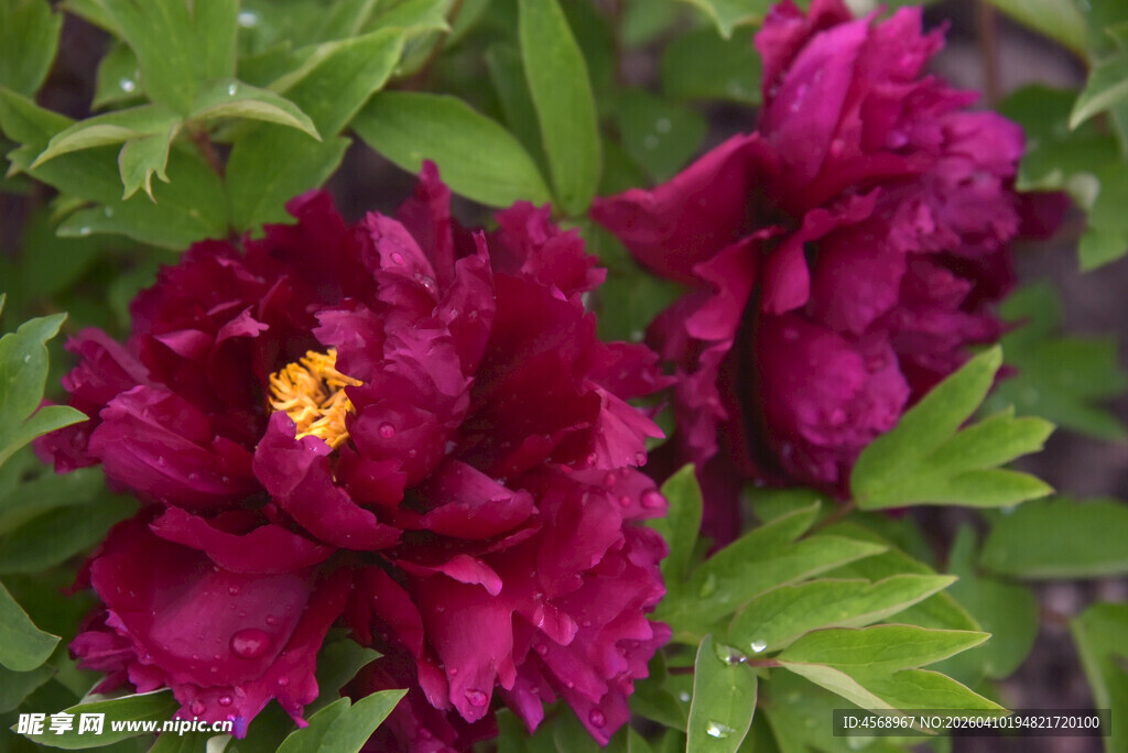 深紫牡丹花绽放