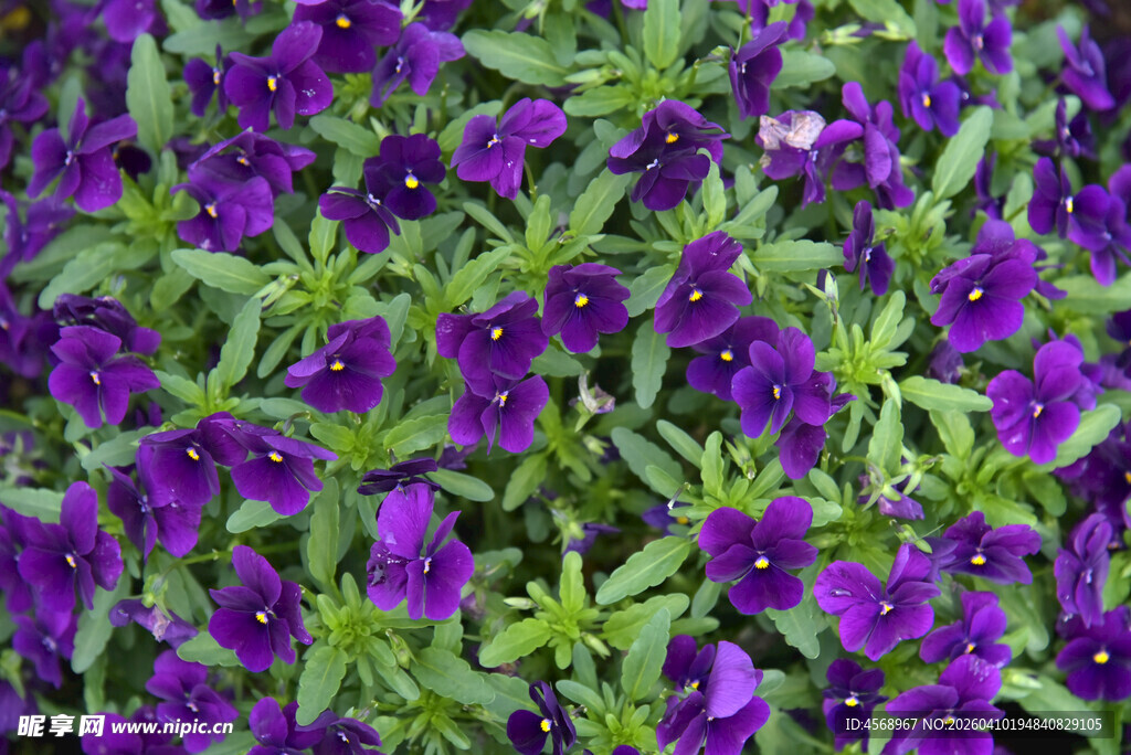 紫色矮牵牛花卉特写