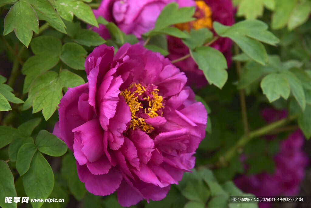 艳丽紫牡丹绽放