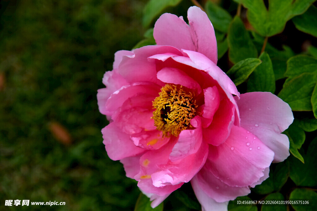 娇艳盛开的粉色牡丹花